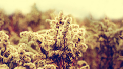 Nature depth of field