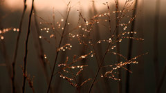 Nature depth of field