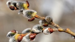 Nature depth of field