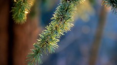 Nature depth of field