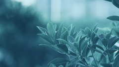 Nature depth of field