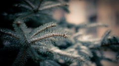 Nature depth of field