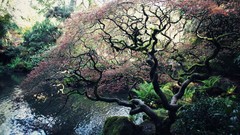 Nature depth of field