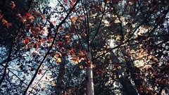 Nature depth of field