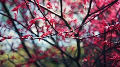 Nature depth of field