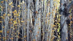 Nature depth of field