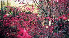 Nature depth of field