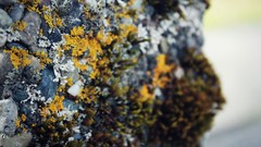 Nature depth of field