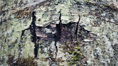 Nature depth of field