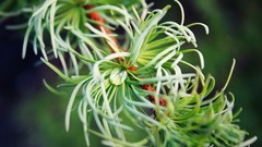 Nature depth of field