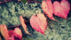 Nature depth of field