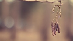 Nature depth of field