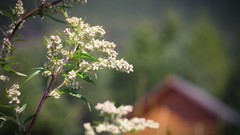 Nature depth of field