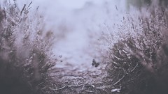 Nature depth of field