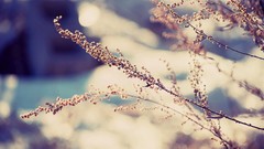 Nature depth of field