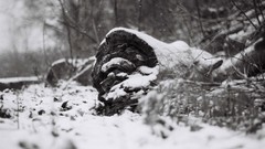 Nature depth of field