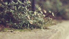 Nature depth of field