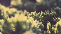 Nature depth of field photo filters