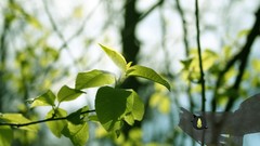 Nature Desktopography