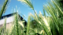 Nature deviantart artwork