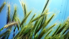 Nature deviantart artwork