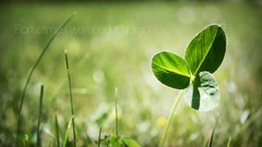 Nature deviantart macro depth