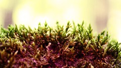 Nature deviantart moss artwork