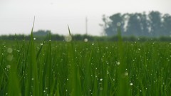 Nature dew rice green field
