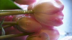 Nature dew tulips