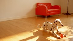 Nature Dogs Dalmatians sunlight