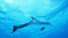 Nature Dolphins underwater