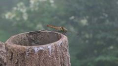 Nature Dragonflies