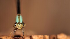 nature Dragonflies insect macro Animals