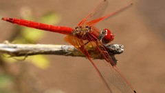 Nature dragonfly
