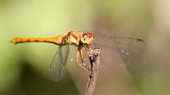 Nature dragonfly