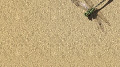 Nature dragonfly insects