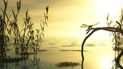 Nature dragonfly lakes 3d Dragonflies 3D modeling 3D renders