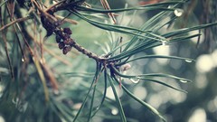 Nature drop water drops pine trees