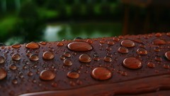 Nature drop wet Wood