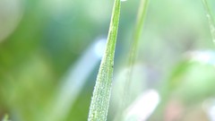 Nature drops Green sheet