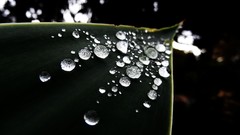 Nature drops water drops