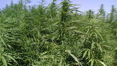 Nature drugs marijuana Plants