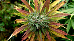 Nature drugs marijuana Plants