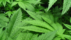 Nature drugs marijuana Plants