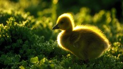 Nature duckling baby birds