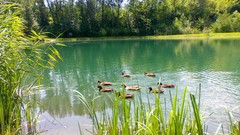 Nature Ducks