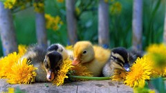 Nature Ducks duckling yellow flowers baby birds