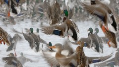 Nature Ducks Wild national geographic