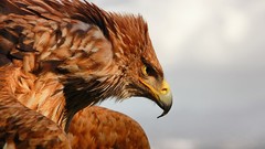 Nature Eagles