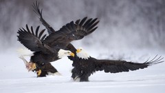 Nature Eagles bald eagles